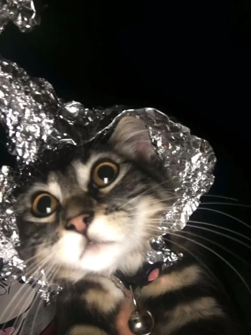 Tabby cat foil hood selfie