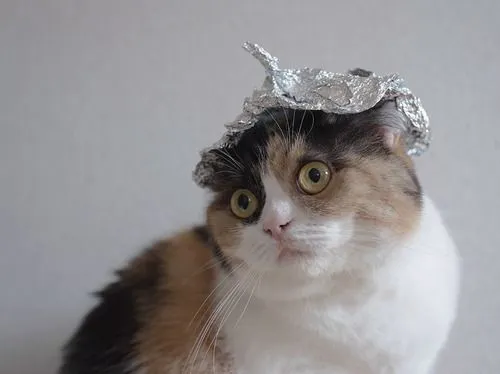 Calico cat with foil hat