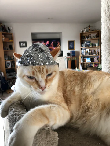 Orange cat lounging in foil cap